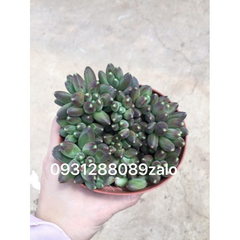 Cây sen kim cương đen bụi