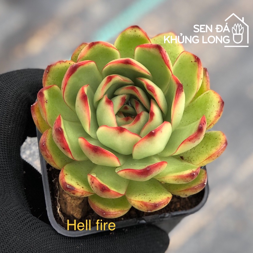 sen đá Noen - echeveria ''christmas''