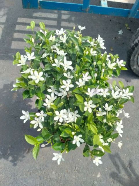 Cây 🌲 Mai Chỉ Thiên...