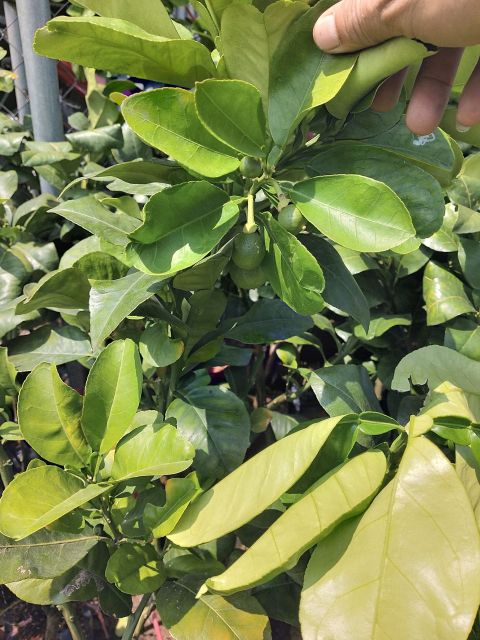 Bưởi da xanh  siêu sớm