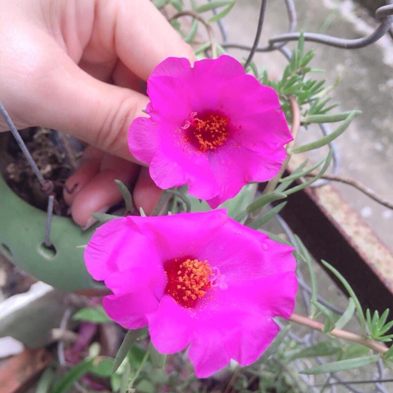 Chậu hoa 10 giờ mix nhiều màu