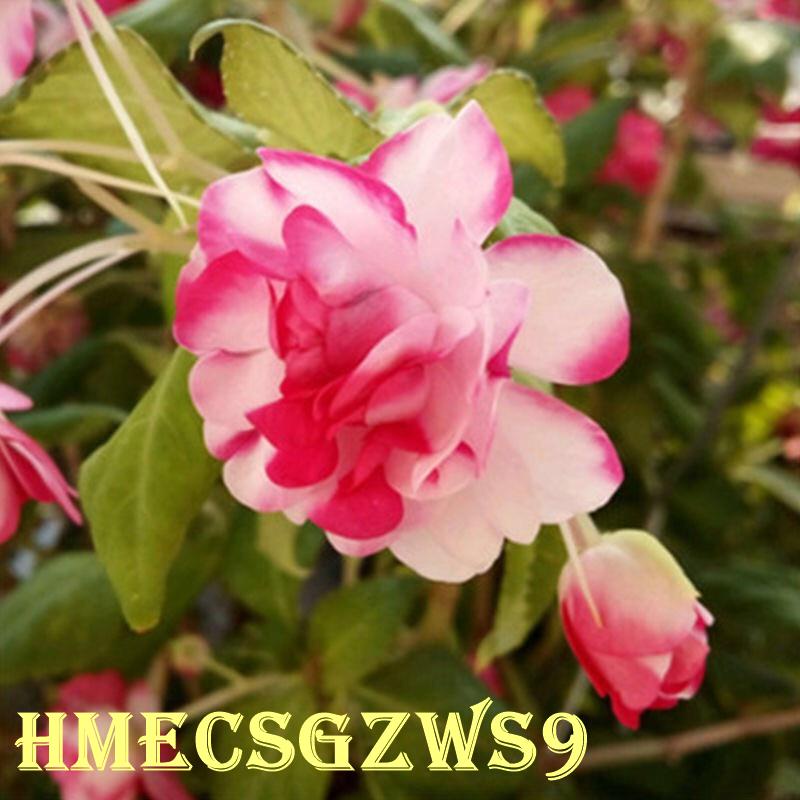 Hạt giống hoa bóng nước kép đầy màu sắc Tỷ lệ nảy mầm lên đến 99%  50h