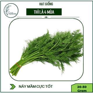 Hạt Giống Thì Là 4 Mùa Cao Sản VA.79