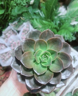 Sen Đá Nâu Kèm Chậu Sứ