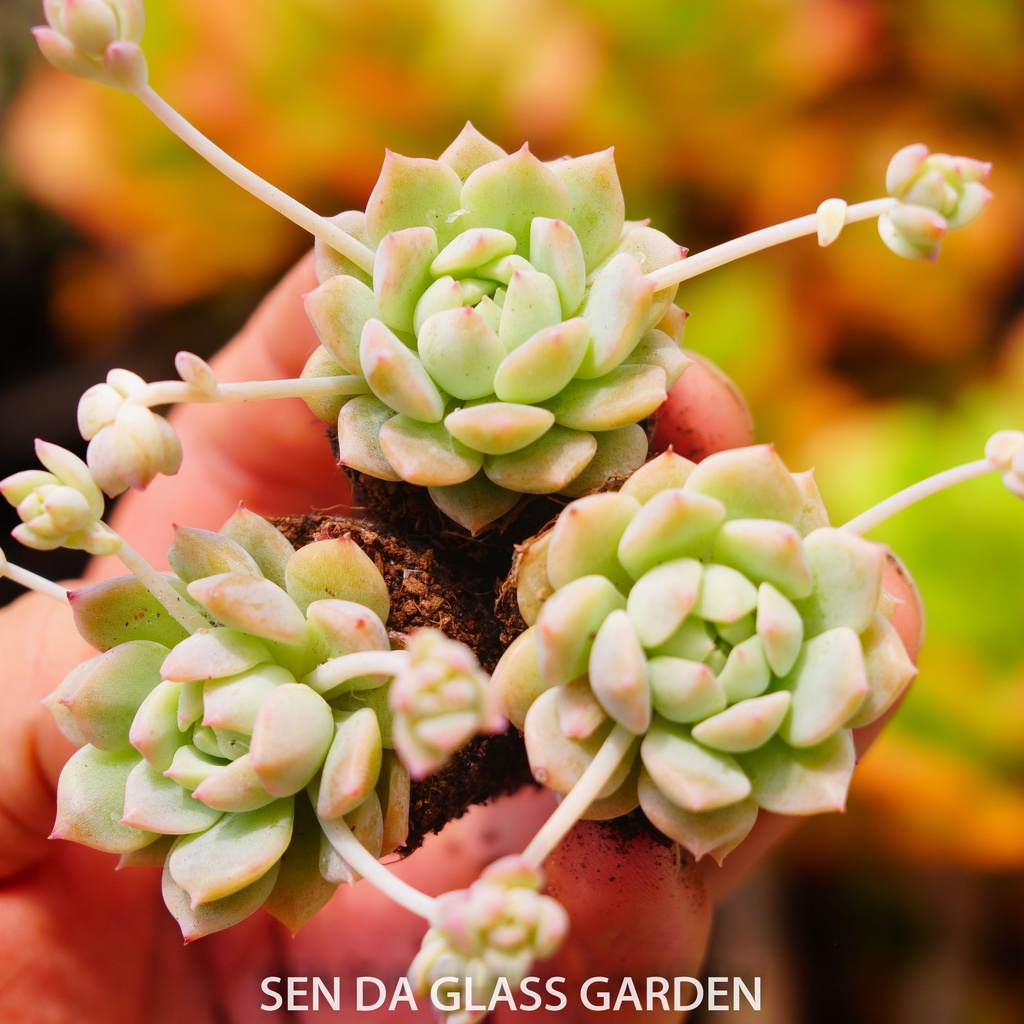 Sen đá dù hồng mini Đà Lạt GLASS GARDEN, Siêu khỏe, Sen đá Đà lạt thuần khí hậu
