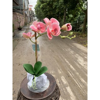 Hoa giả - Hoa lan