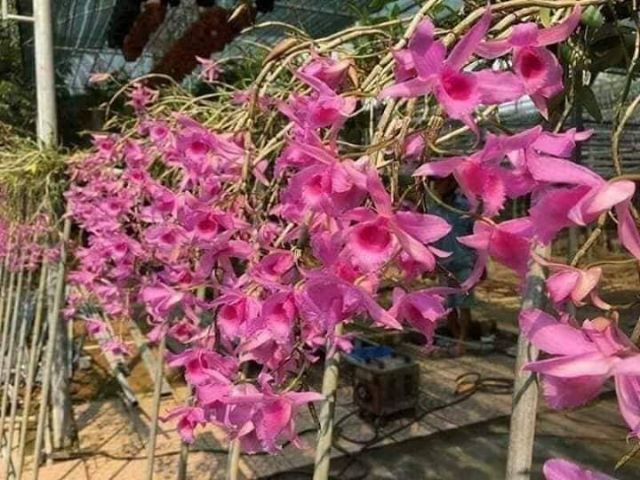 Lan giả hạc Hoa Hồng Đỏ