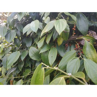 Hạt tiêu đen - 500 gram