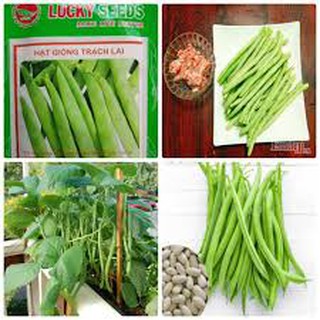 Hạt giống đậu trạch lai(50g)