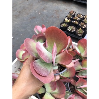 Sen đá Cánh Bướm 12-13cm
