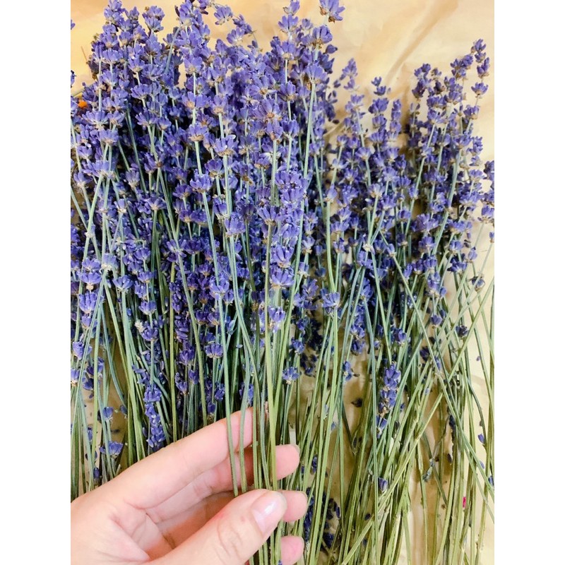 [GIÁ RẺ SẬP SÀN] Set 20 cành hoa khô Oải Hương Lavender hàng chuẩn,đẹp