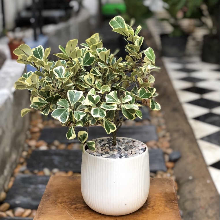 Cây Đa Tam Phúc để bàn ( cây si thái cẩm thạch )