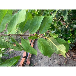 Lá ổi 300g - 500g tươi khô