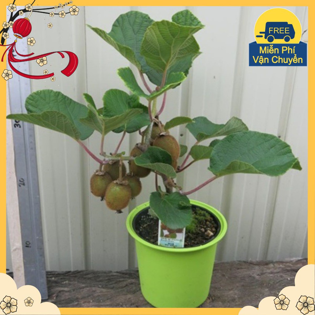 Hạt Giống Kiwi