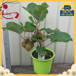Hạt Giống Kiwi