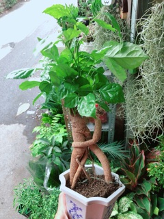 Chậu Cây Hạnh Phúc Bonsai