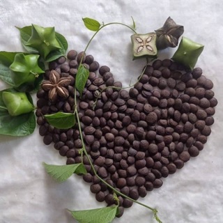 Hạt sachi sấy chín ăn liền