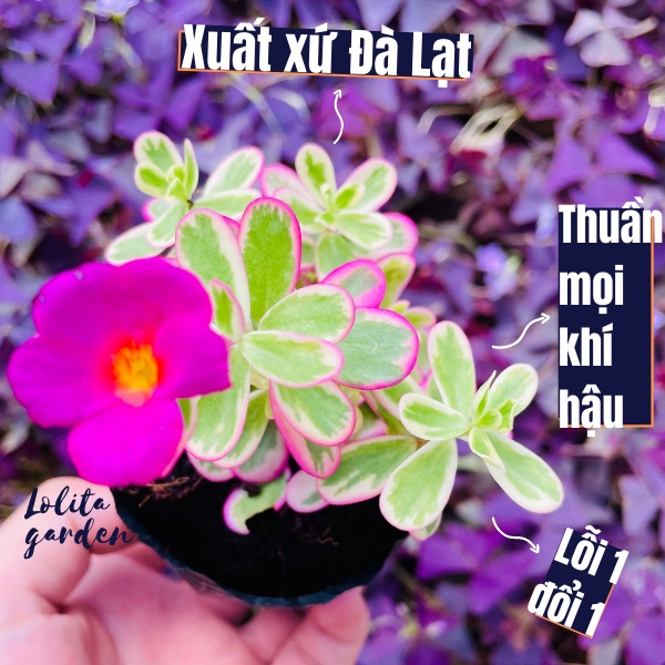 Sen đá cỏ sam Đà Lạt size bé cây cảnh trang trí nhà cửa Lolita garden