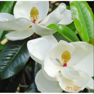 CÂY HOA DẠ HỢP (DẠ HỢP HƯƠNG)