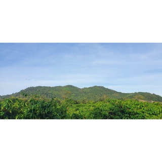 Cà phê nhân chưa rang sơ chế chất lượng cao