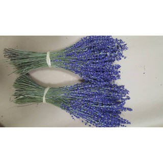 Hoa LAVENDER