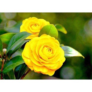 HOA HỒNG TRÀ NỤ