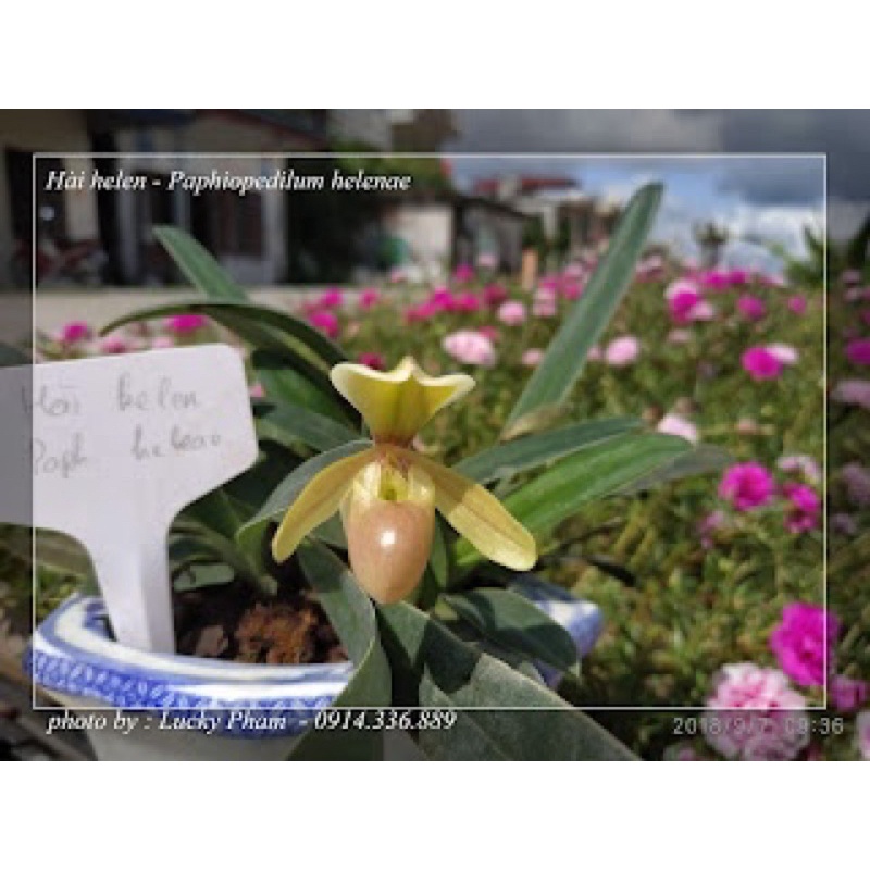 LAN HÀI HELEN 1 CHẬU THUẦN