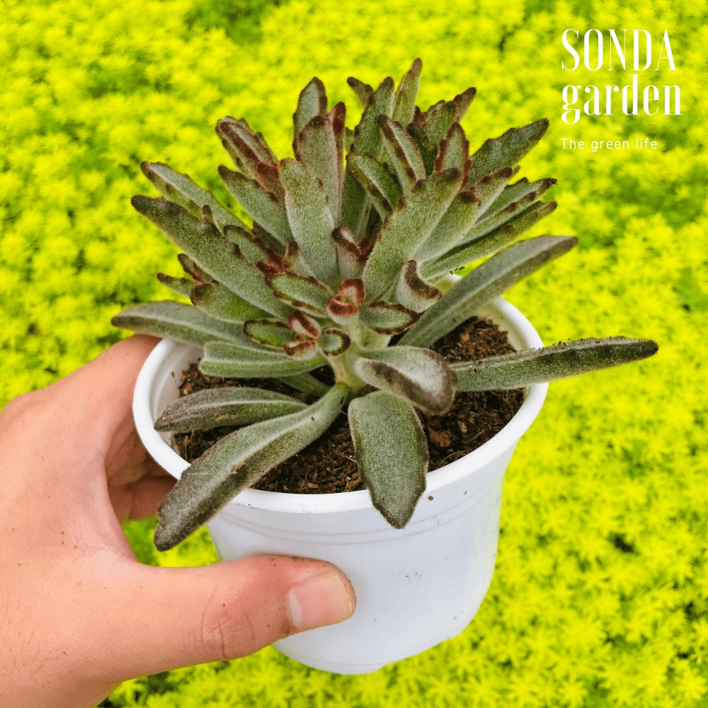 Sen đá nhung lông đen SONDA GARDEN size trung bình 10cm, cây cảnh trang trí nhà cửa, lỗi 1 đổi 1