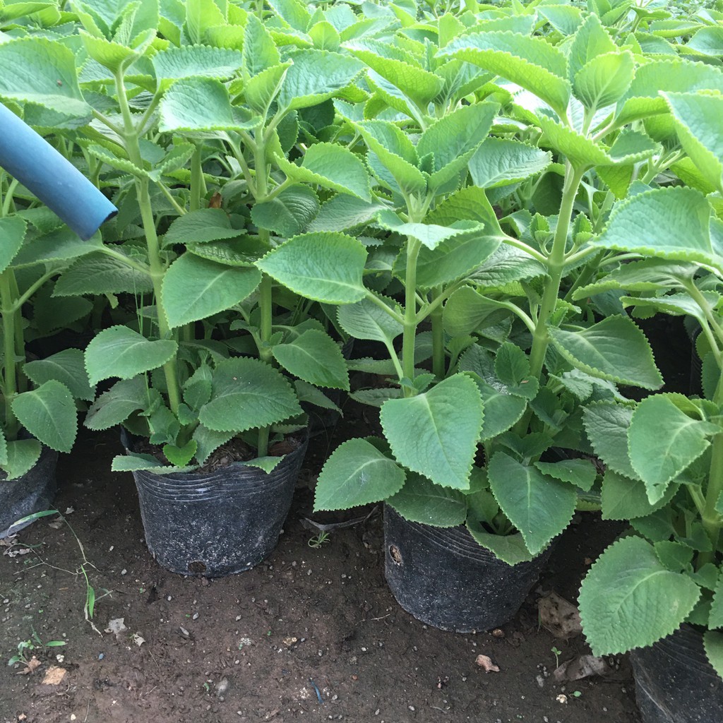 Cây Húng Chanh,Cây Gia Vị,Hương Thơm Dịu Nhẹ Tán Xum