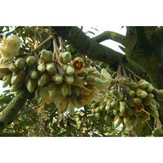 1 hộp Phân Bón Lá RONG BIỂN (10  gói-10gr)