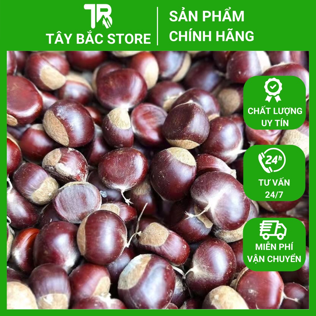 Hạt Dẻ Tươi Cao Bằng (Cơm Vàng) Túi 1Kg Bở Bùi Hàng Gửi Từ Cao Bằng (Chưa Khứa)