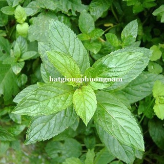 100h - hạt giống bạc hà âu pepermint