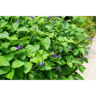100 Hạt giống cây đuôi chuột ( mạch lạc )