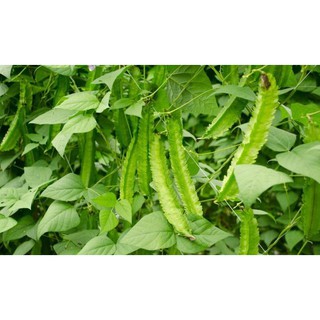 Hạt Giống Đậu Rồng(Đậu Khế)