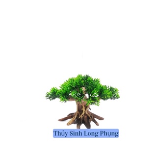 Lũa Bonsai Nấm Tùng hồ cá ( nhiều size )