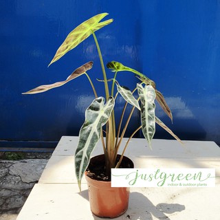 Môn quan âm bambino lá hẹp, Alocasia Bambino Narrow Leaf