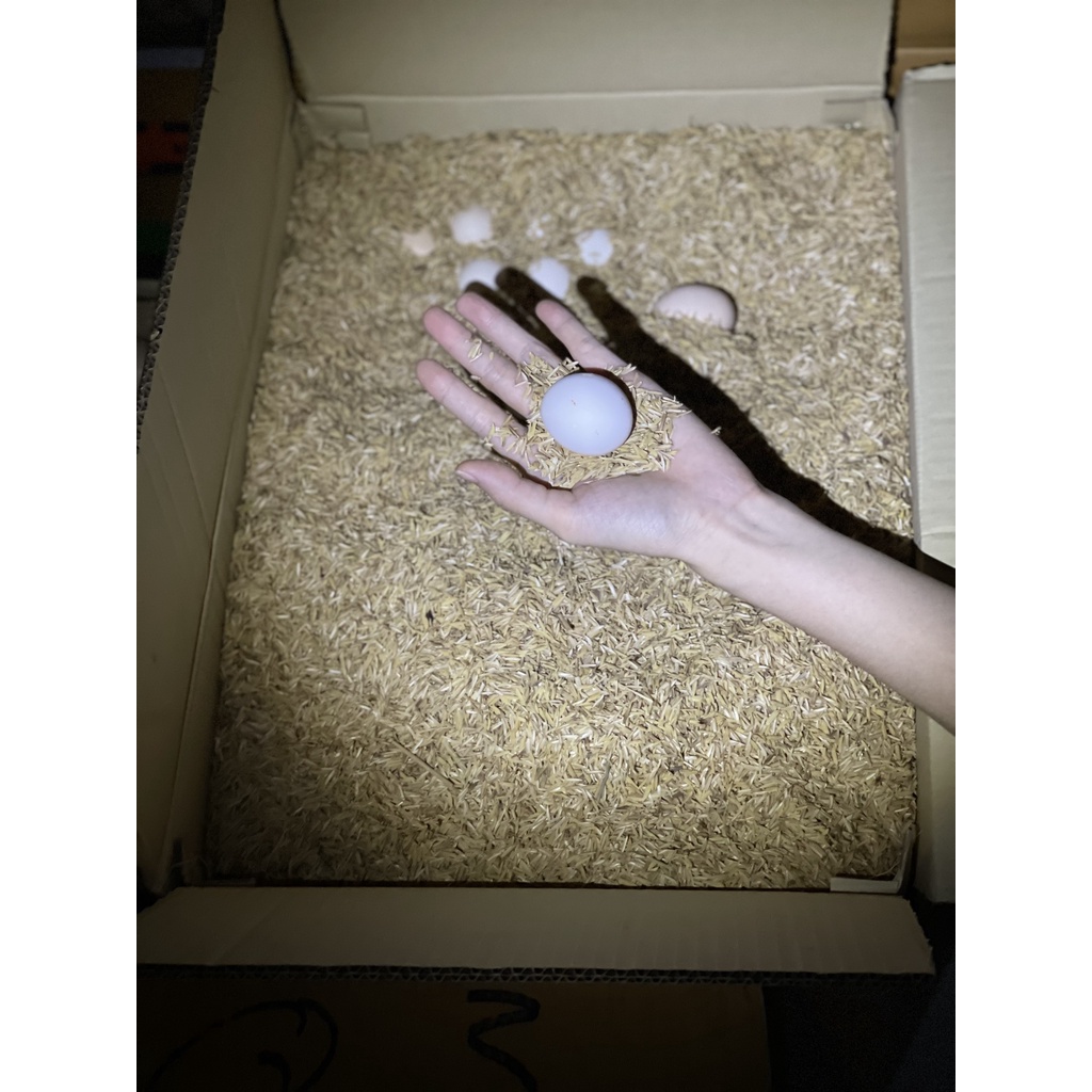 TRỨNG GÀ TA QUÊ từ BẾN TRE