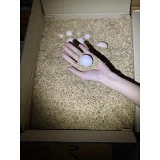 TRỨNG GÀ TA QUÊ từ BẾN TRE