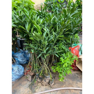 Cây Cam Đường Canh Siêu Ngọt