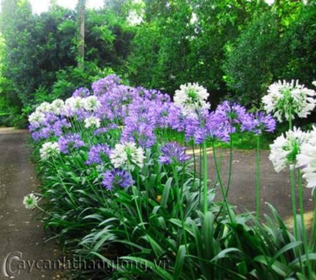 20 Hạt giống Hoa Thanh Anh Mùa Hè Bất Tận