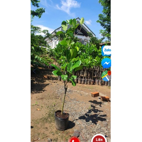 Mít malaysia ruột đỏ