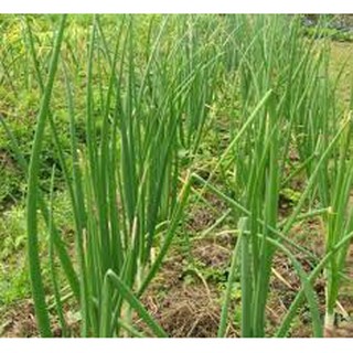 Hạt giống hành hương xanh (5G)