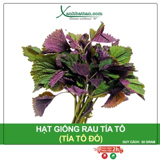 Hạt Giống Tía Tô Phú Nông Dễ Trồng, Nảy Mầm Đều Gói 2 Gram