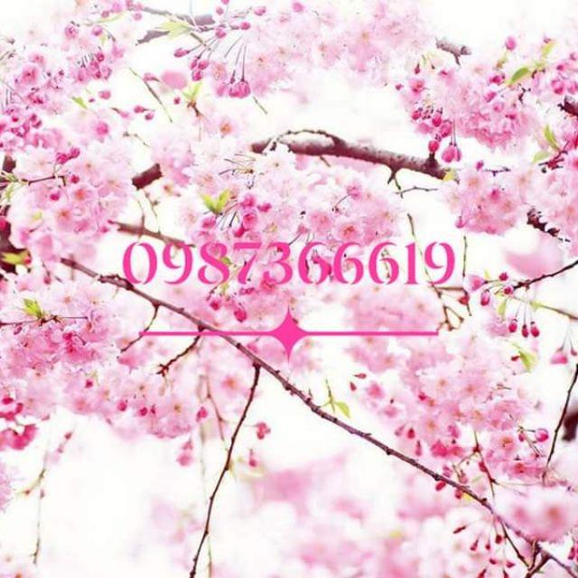 Hoa anh đào cây giống cao 25cm