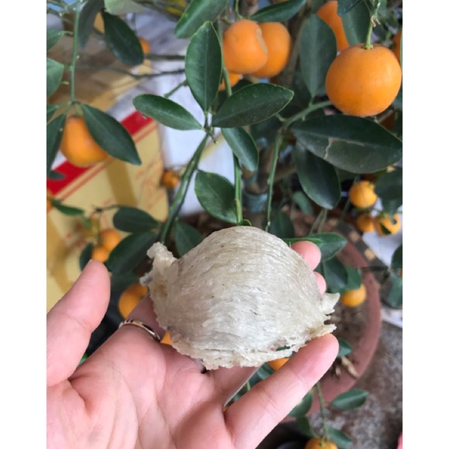 Yến sào nguyên tổ thô 10, 20gr+🎁 SHOPEE TRỢ GIÁ