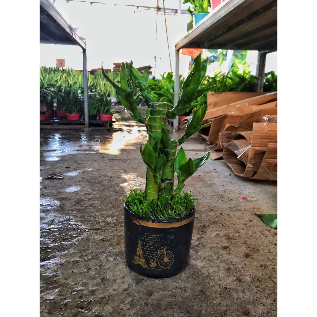 Cây Trúc phú quý, cây trúc phát tài  cây cao 20-25cm cây sức sống khỏe thích hợp để bàn làm việc