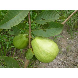 Cây giống ổi Đông Dư (ổi Tứ Qúy, ổi Găng)