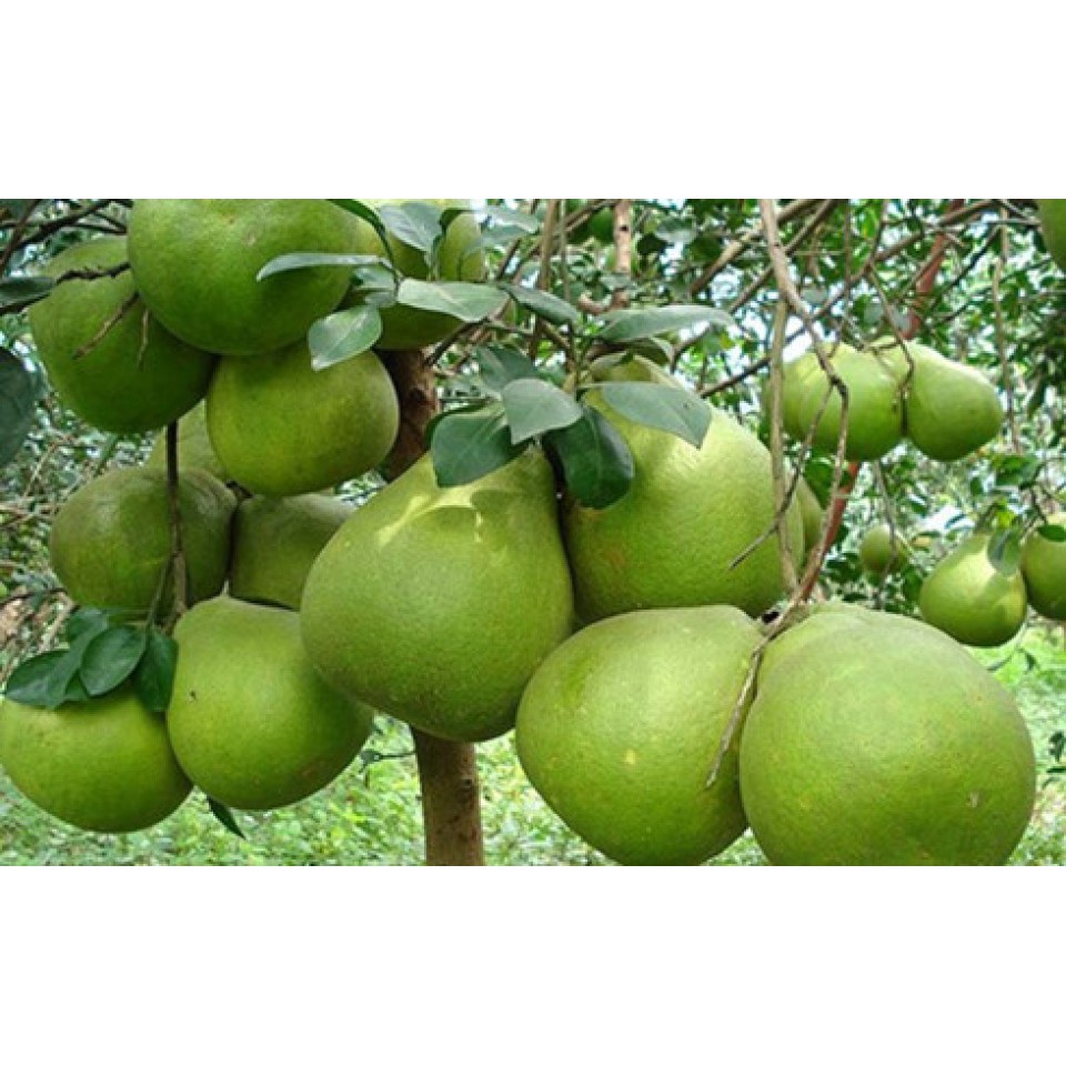 Combo 5 cây bưởi da xanh