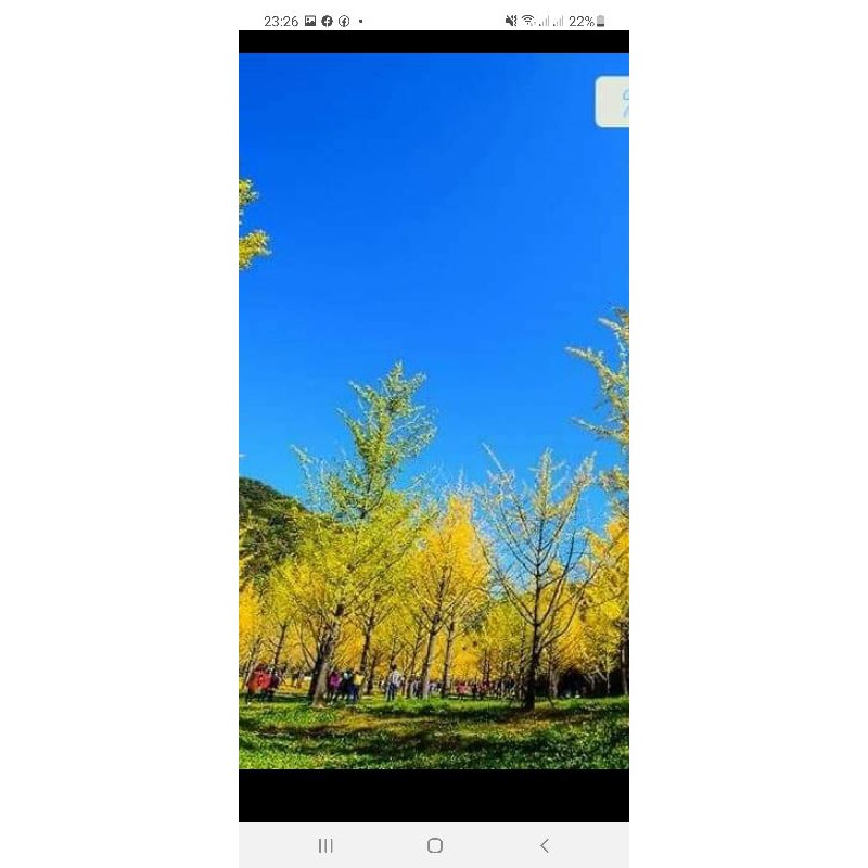 Cây giống  phong linh cao 20cm