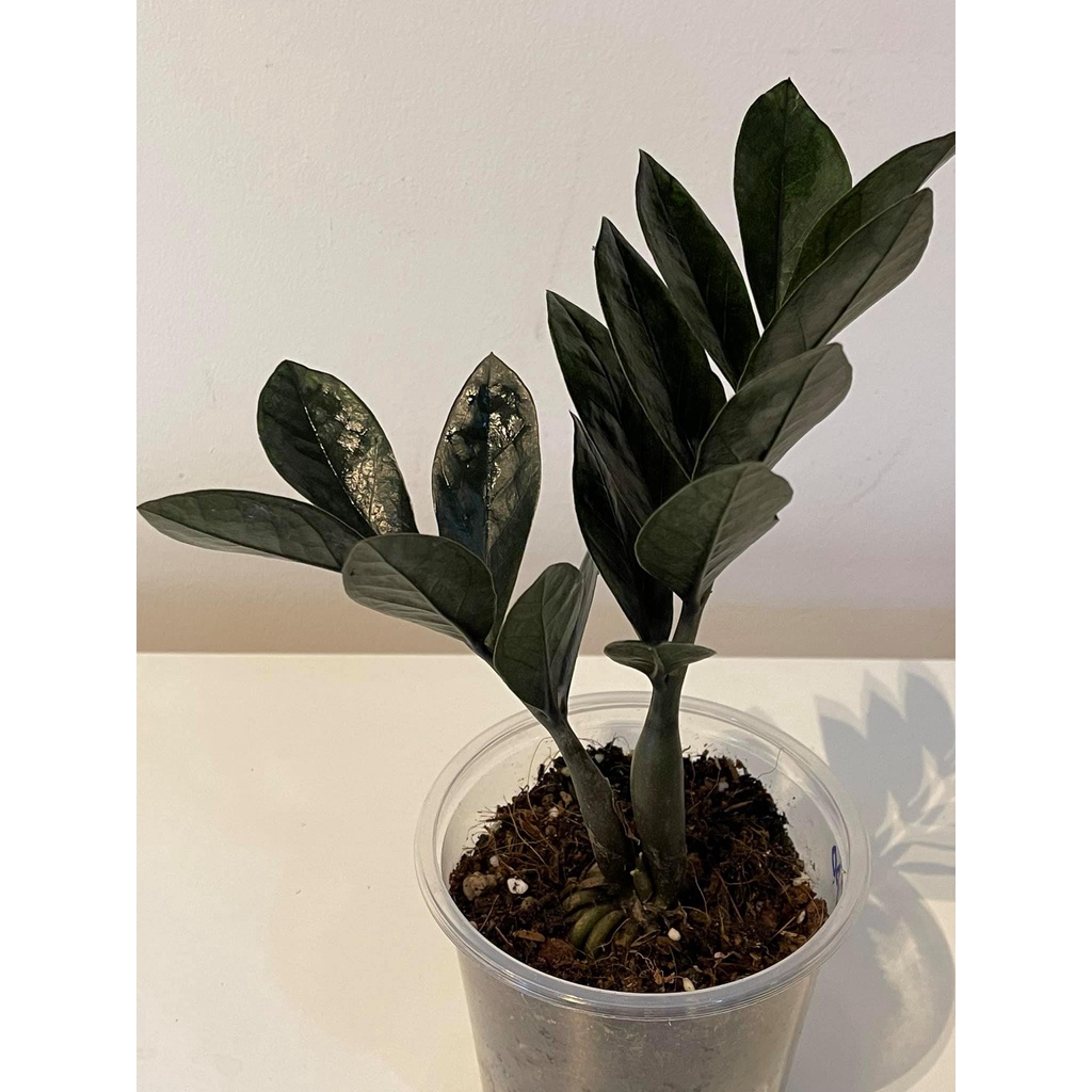 Kim Tiền Đen siêu hiếm -